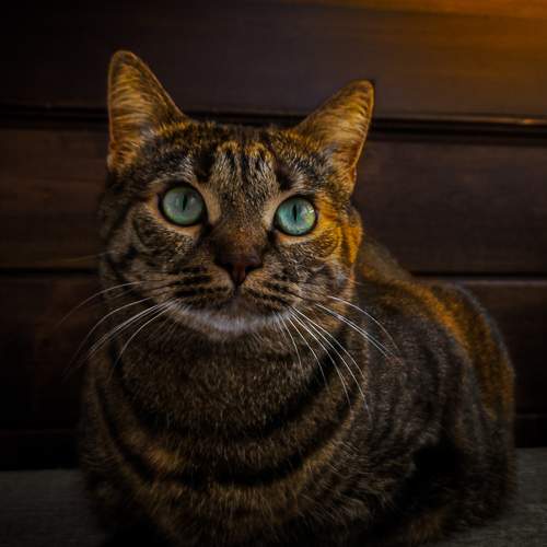 Photo #10454788