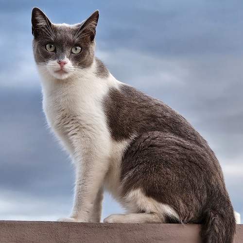 Photo #10455502