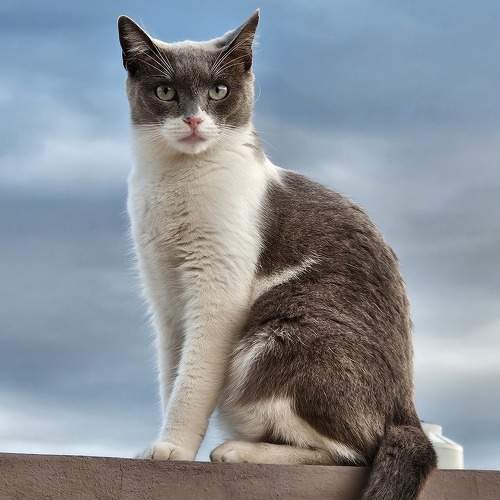 Photo #10455504