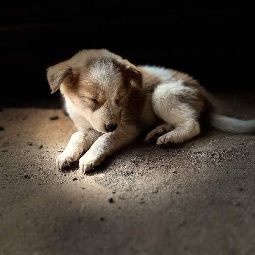 Photo #10456463