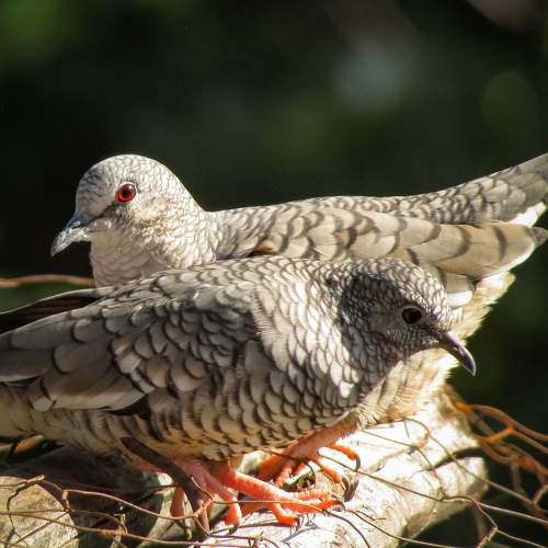 Rolinha-fogo-pagou
