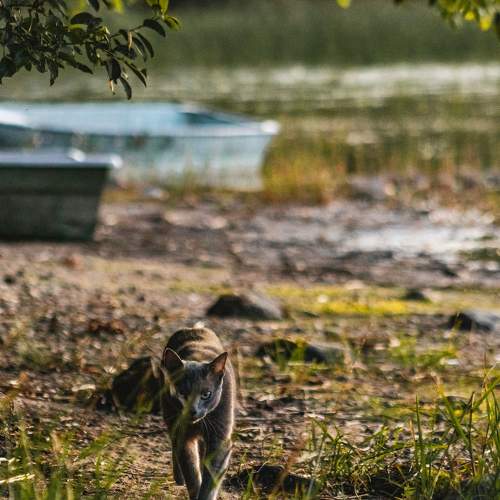 Photo #10456697