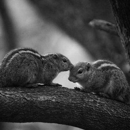 Photo #10456847