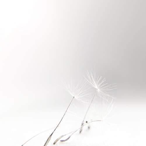 Photo #10456880