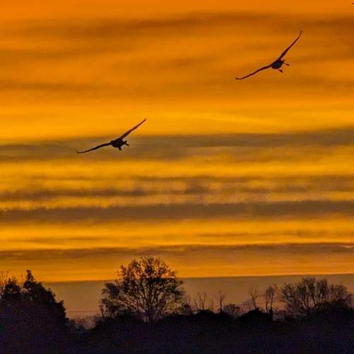 Photo #10457646