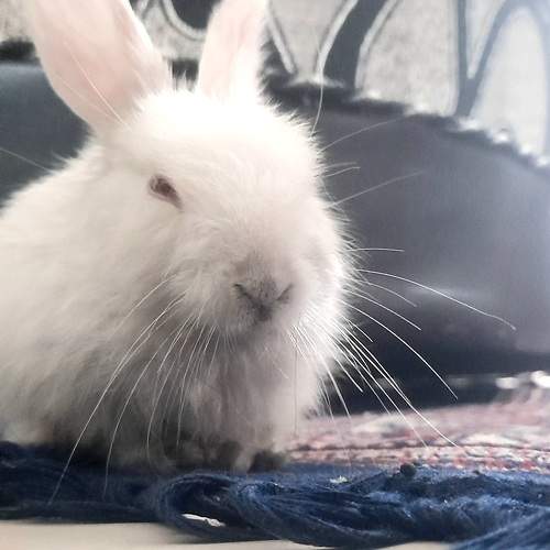 Photo #10457892
