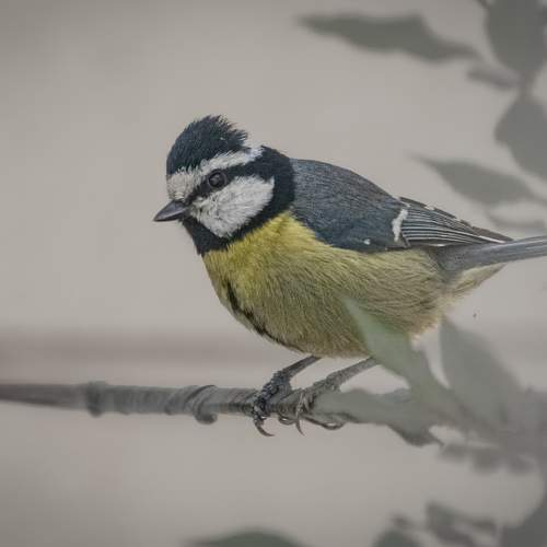 Photo #10458271