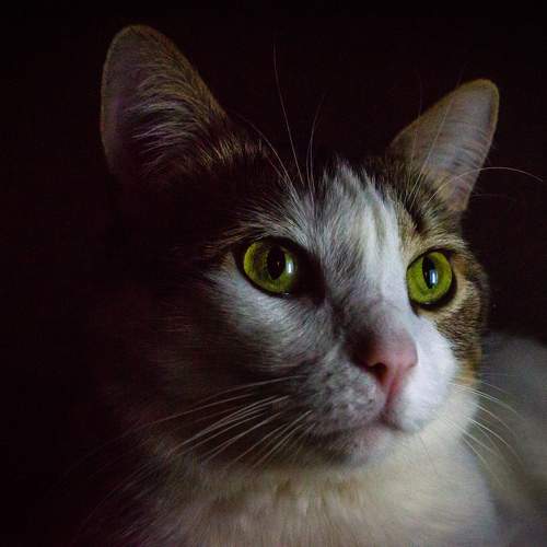 Photo #10459010