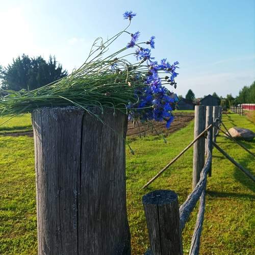 Photo #10460046