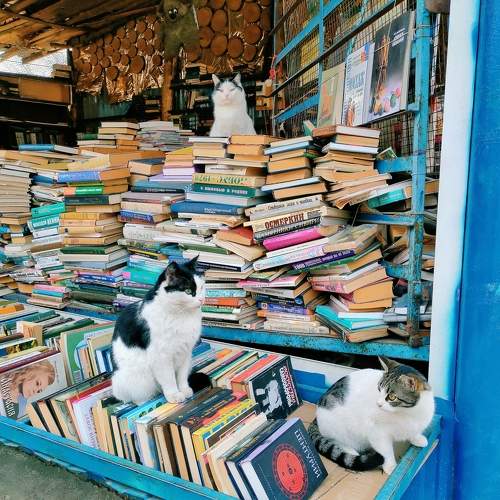 Photo #10460557