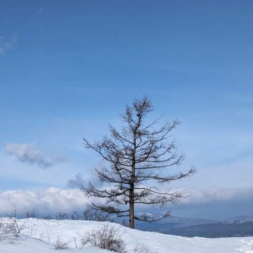 Photo #10460741