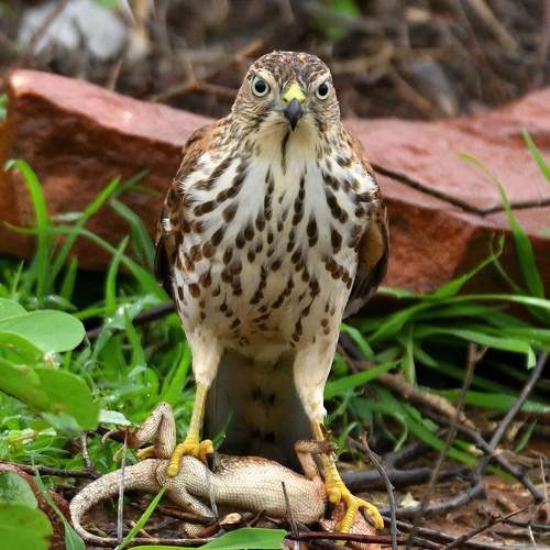 Фотография #10460808