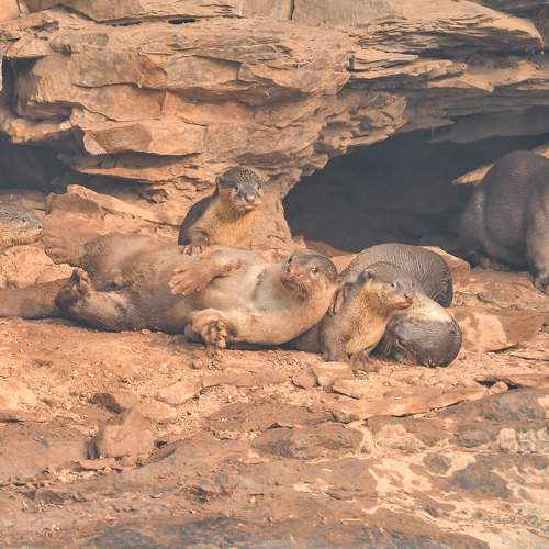 Фотография #10461414