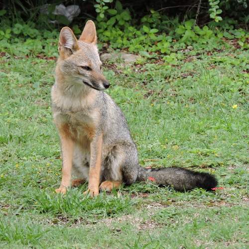 Photo #10461462