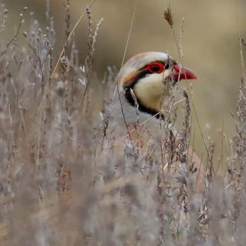 Photo #10461519