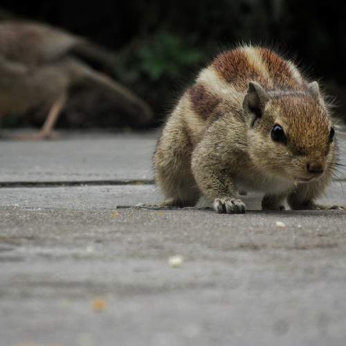 Photo #10461840