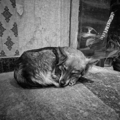 Photo #10461841