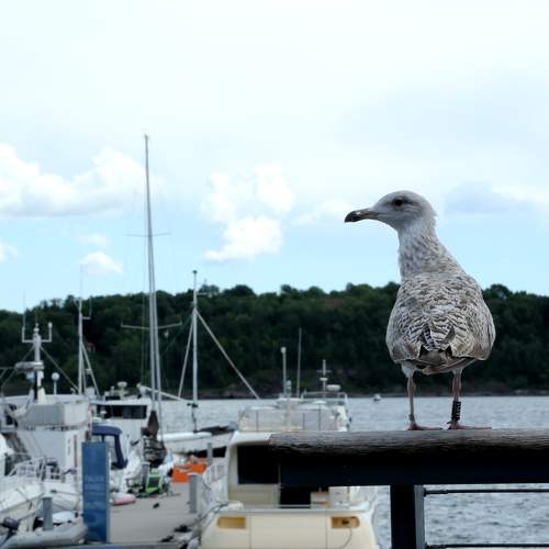 Photo #10462317