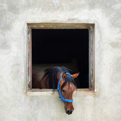 Photo #10462626