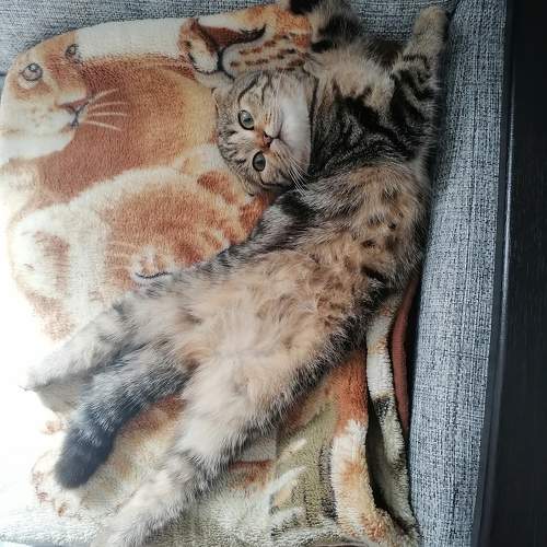 Photo #10462668