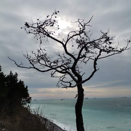 Photo #10463442