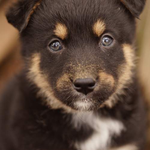 Photo #10463787