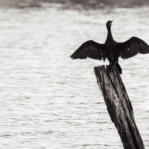 Little Cormorant