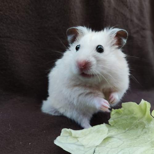Photo #10464242