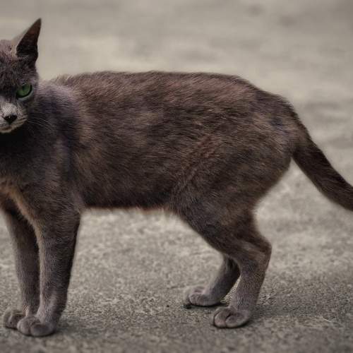 Photo #10464567