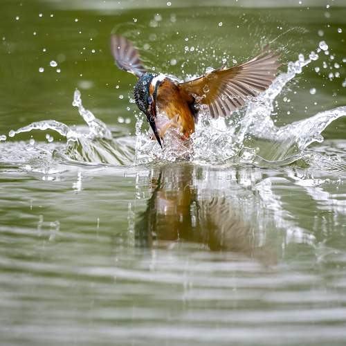 Photo #10465504