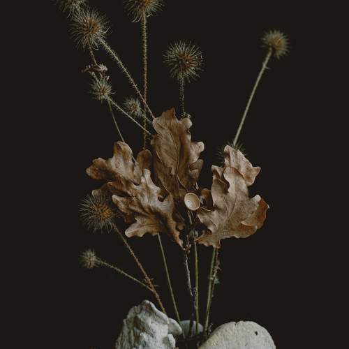 Photo #10465579
