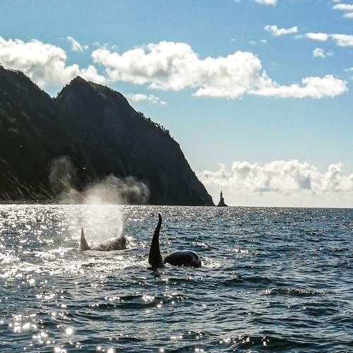 Orcas