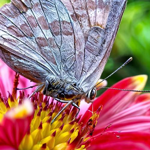 Photo #10466655