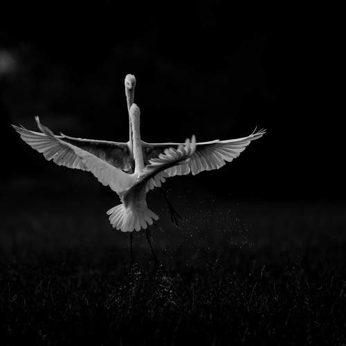 Photo #10466719