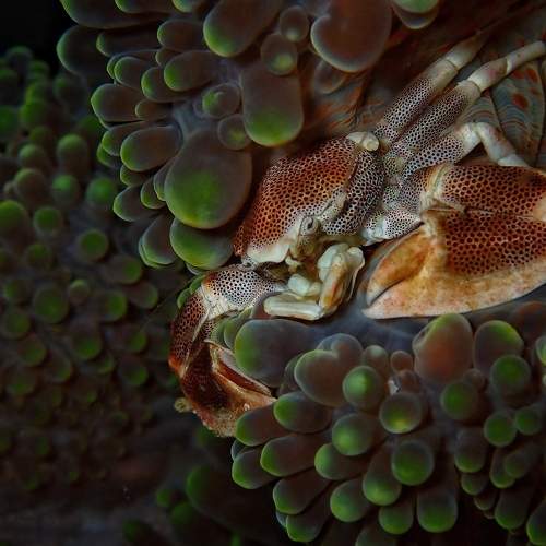The hidden crab