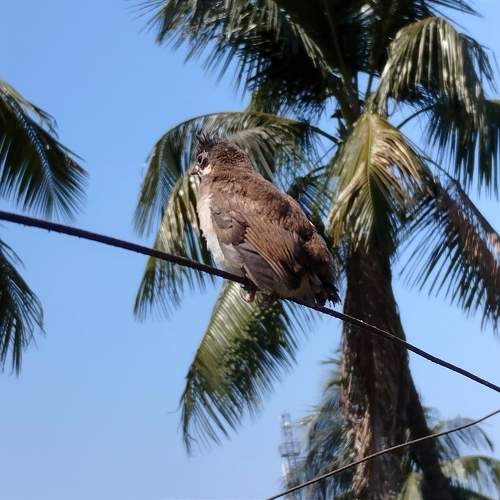 Photo #10467764