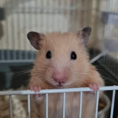 Photo #10468022