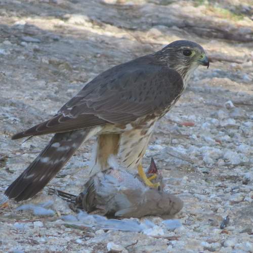 Photo #10468349