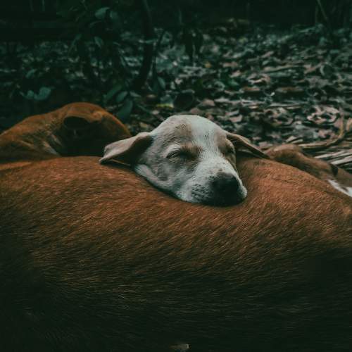 Photo #10469232