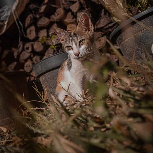 Photo #10469567