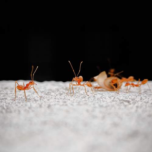 Orange Ants