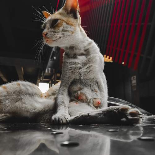 Photo #10469882