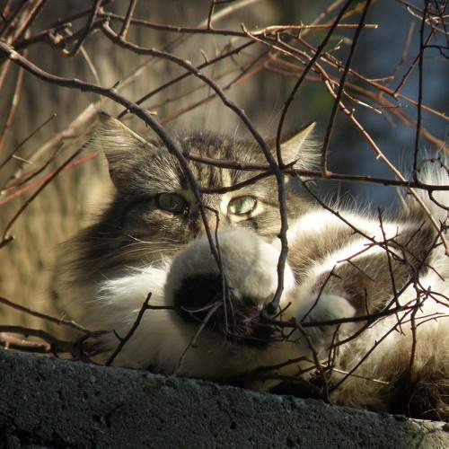 Photo #10470052