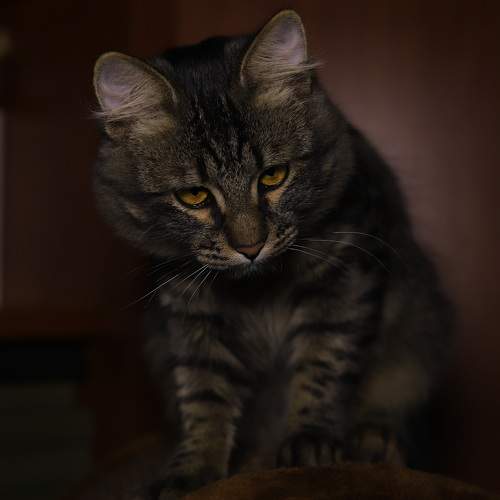 Photo #10470493