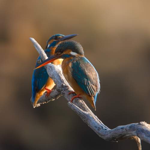 Photo #10470927
