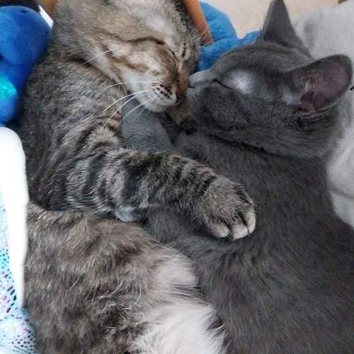 Photo #10472164
