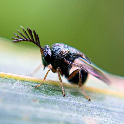 Macro