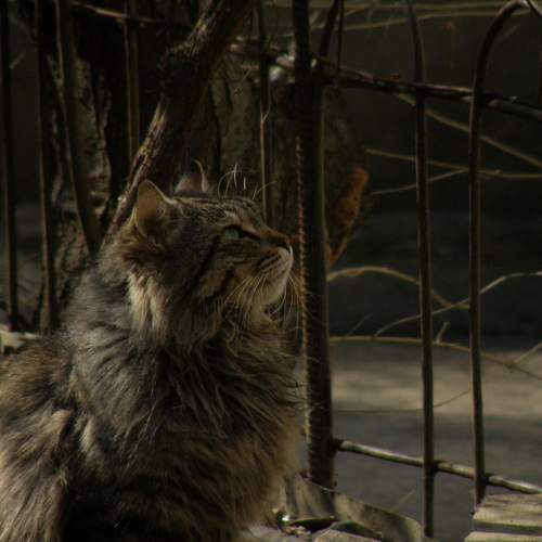 Photo #10473135