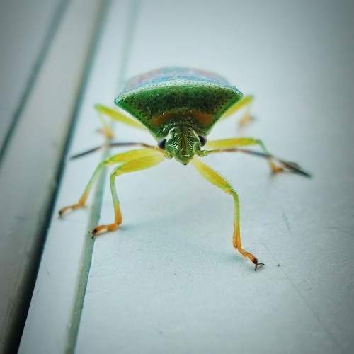Photo #10473226