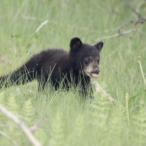 Photo #10473352